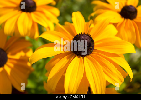 Black-eyed Susan Rudbeckia fulgida in piena fioritura. Foto Stock