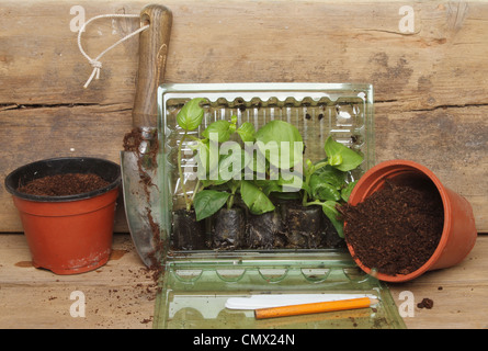 Tappo di piante in un contenitore di plastica con vasi di un giardino cazzuola e le etichette su una tavola di legno banco di incapsulazione Foto Stock