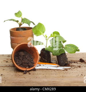 Plug piante e pentole su una tavola di legno banco di incapsulazione Foto Stock