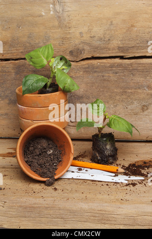 Ritratto di plantula plug piante e vasi di terracotta di una matita e di etichette su un banco di incapsulazione Foto Stock