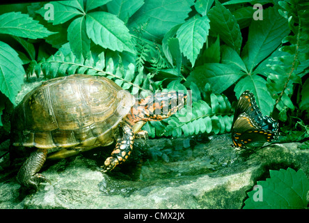 Tre-toed Tartaruga scatola di quote a malincuore foro di acqua con pezzata di rosso porpora butterfly, Missouri USA Foto Stock