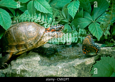 Tre-toed Box turtle tenta di spingere il rosso porpora maculato butterfly lontano dalla piscina garden, Missouri USA Foto Stock