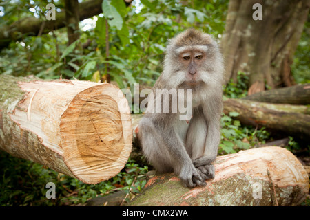 Scimmia nella foresta sul isola di Bali Foto Stock