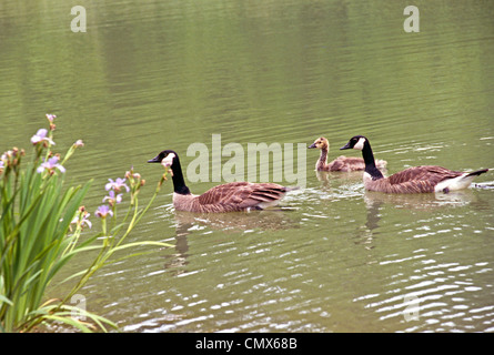 Famiglia di Oche del Canada (Branta canadensis) nuotare nel lago, Missouri USA Foto Stock