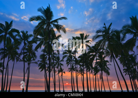 Palme al tramonto a Pu'uhonua o Hōnaunau National Historical Park - la Big Island delle Hawaii, Foto Stock