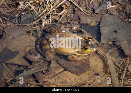 BullFrog ( Rana catesbeiana ) appoggiata in stagno. USA orientale. Foto Stock