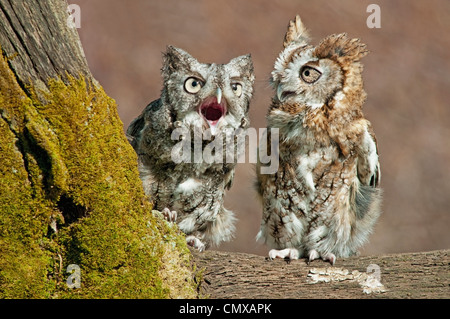 Common Screech Owls Otus asio Rufous o Red color Phase e Gray Color Phase Eastern North America, by Skip Moody//Dembinsky Photo Assoc Foto Stock