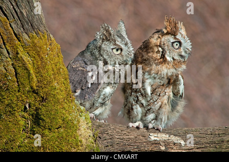 Common Screech Owls Otus asio Rufous o Red color Phase e Gray Color Phase Eastern North America, by Skip Moody//Dembinsky Photo Assoc Foto Stock