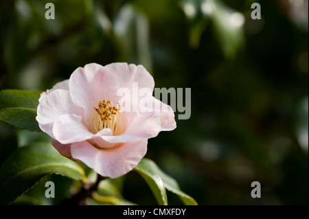 Camellia japonica Foto Stock