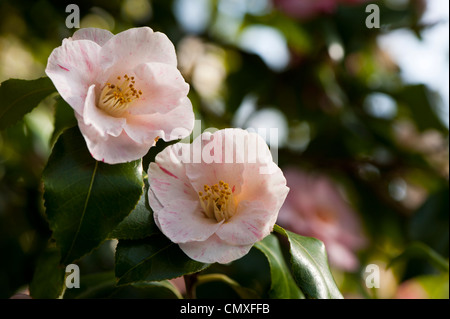 Camellia japonica Foto Stock