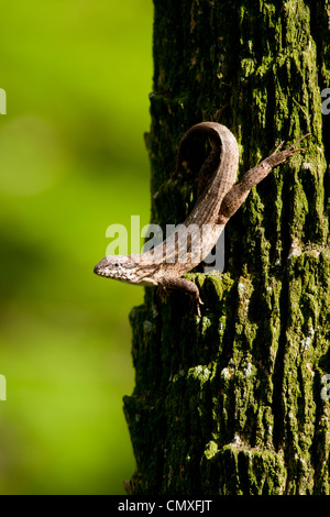 Northern curly-tailed Lizard - Verde Cay zone umide - Boynton Beach, Florida USA Foto Stock