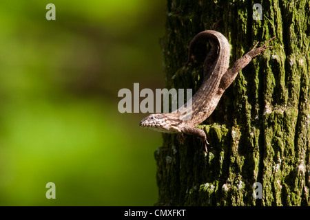 Northern curly-tailed Lizard - Verde Cay zone umide - Boynton Beach, Florida USA Foto Stock