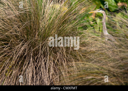 Airone blu - verde Cay zone umide - Boynton Beach, Florida USA Foto Stock