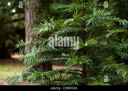 Giovani Wollemia nobilis, pino di Wollemi, struttura ad albero Foto Stock