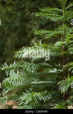 Giovani Wollemia nobilis, pino di Wollemi, struttura ad albero Foto Stock