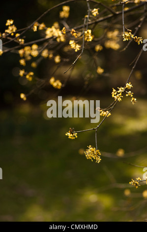 Cornus mas 'Aurea Elegantissima', variegata di Corniolo Foto Stock