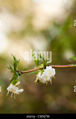 Lonicera fragrantissima 'Purpusii', fioritura invernale Caprifoglio Foto Stock