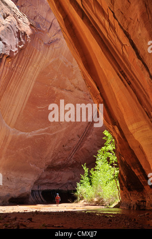 Backpacker in Coyote Gulch, un affluente del fiume Escalante nel sud dello Utah. Foto Stock