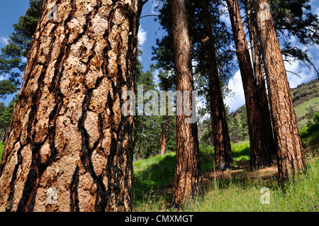 Ponderosa pine trees in Hells Canyon, Oregon Foto Stock