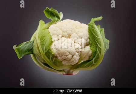 Il cavolfiore con foglie appendere contro uno sfondo nero fotografato in un monolocale. Il vegetale è pulito. Foto Stock