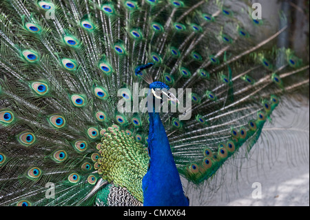 Un vicino side shot di un esotico, blu pavone fanning le sue piume. Foto Stock