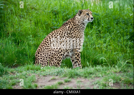 Un colore pieno colpo di un ghepardo in trepidante attesa nell'erba per la loro preda.