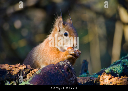 Scoiattolo rosso di mangiare il dado Foto Stock