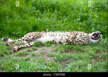 Una lunga cheetah giacente nella prateria. Foto Stock