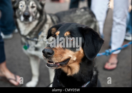 Un primo piano colpo di un accogliente rottweiler. Un husky cane di razza è in background guardando avanti alla fotocamera è troppo. Foto Stock