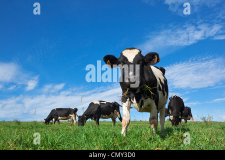 Vacche da latte al pascolo nei verdi pascoli. Millaa Millaa, altopiano di Atherton, Queensland, Australia Foto Stock