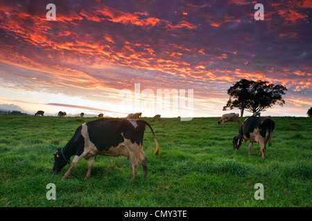 Vacche da latte al pascolo nei pascoli al crepuscolo. Millaa Millaa, altopiano di Atherton, Queensland, Australia Foto Stock