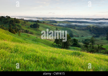 Pascoli di laminazione sull'altopiano di Atherton. Millaa Millaa, Queensland, Australia Foto Stock