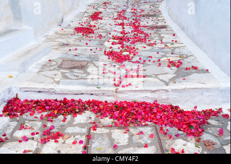 Caduto il bougainvillea petali in un vicolo del villaggio di Chora, sul Greco Cyclade isola di Amorgos. Foto Stock