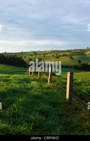 Recinzione che si estende su terreni agricoli di laminazione sull'altopiano di Atherton. Millaa Millaa, Queensland, Australia Foto Stock