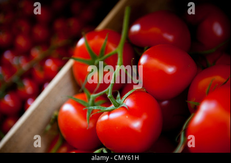 Grande, succosa pomodori in un vitigno. Foto Stock