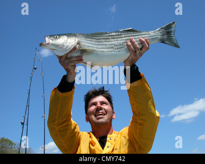 Fisherman visualizza un Striped Bass catturati nel lago di Cumberland, Kentucky. Foto Stock