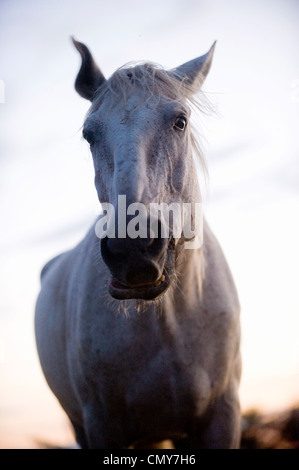 Il tramonto riflesso, cavallo Foto Stock