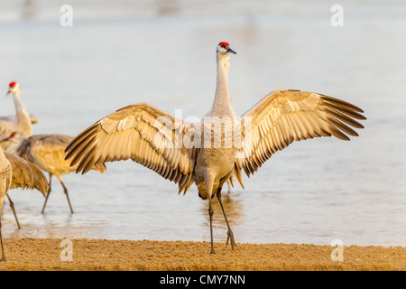 Sandhill gru (Grus canadensis) visualizzazione socialmente sul Platte River vicino a Kearney, Nebraska. Foto Stock