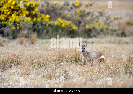 Il capriolo (Capreolus capreolus) Foto Stock