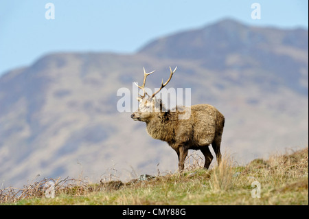 Il cervo (Cervus elaphus) Foto Stock