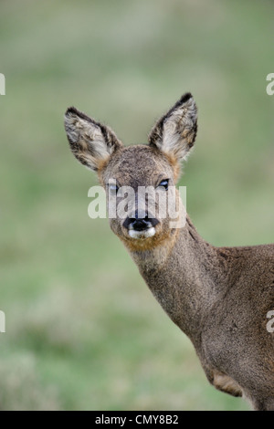 Il capriolo (Capreolus capreolus) Foto Stock