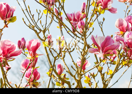 Corallo rosa colorata fioritura di Magnolia e gemme in primavera con il blu del cielo in background Foto Stock