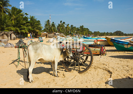 Fisherman's carrello di giovenco in attesa di raccogliere le catture su questo popolare occupato surf beach; Arugam Bay, Provincia Orientale, Sri Lanka Foto Stock
