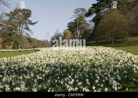 I narcisi in piena fioritura ammassato per effetto - bianco con centri di colore giallo - vicino a infinito - fascia di colore - luce solare Foto Stock