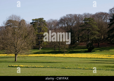 Giallo narcisi in fiore - cresciuto en massa per effetto - sole primaverile - ombre - cielo blu - sfondo di alberi Foto Stock