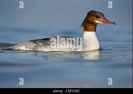 Common Merganser in acqua. Foto Stock