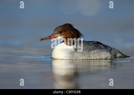 Common Merganser a nuotare in acqua. Foto Stock