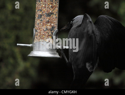 Taccola (Corvus monedula) le ali come si tenta di tenere su e ottenere sementi provenienti da un alimentatore del giardino Foto Stock