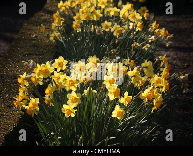 Un host di daffodils dorato, crescendo accanto a un perfettamente rifilati siepe di bosso Foto Stock