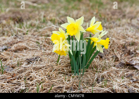 daffodil giallo Foto Stock